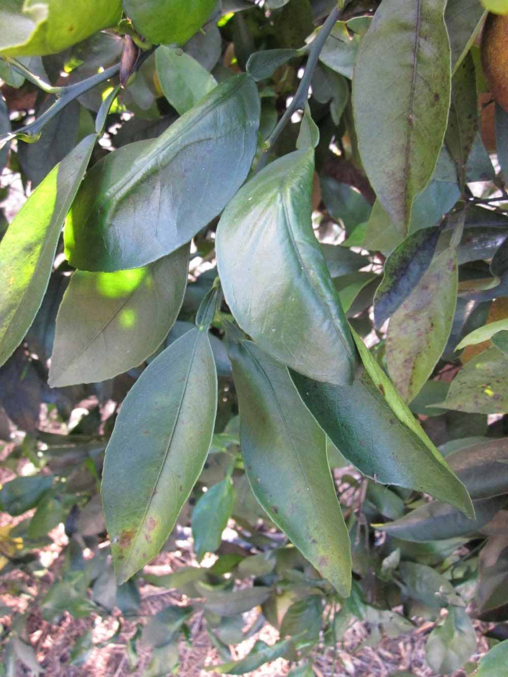            Shade leaves (Winter Haven, FL)   